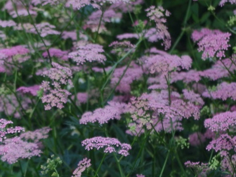 2個セット  ピンピネラ マヨールロゼア 宿根草 多年草 花壇苗