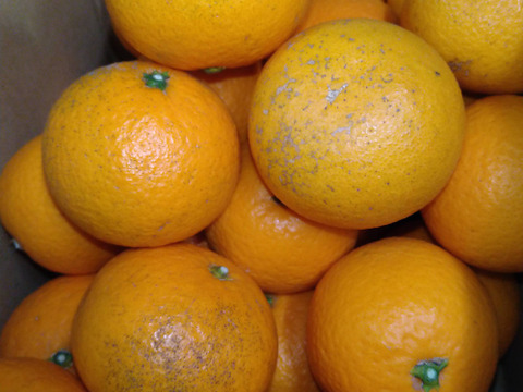 愛媛県産　清見オレンジ　訳あり・お徳用　10kg(箱込）