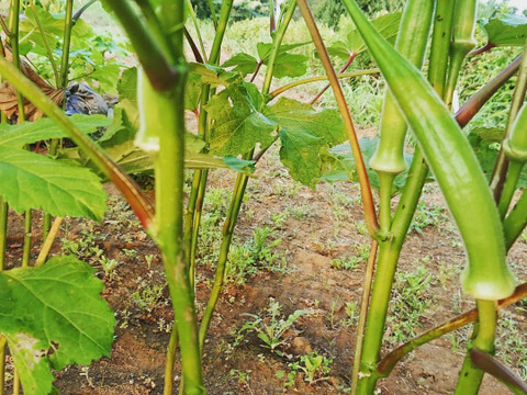 丸オクラ&オクラ食べ比べBOX(約1kg程度)