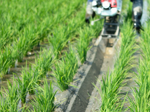 2024年 新潟県保内産コシヒカリ1等 4.8kg