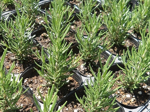 2個セット  ローズマリー マリンブルー ハーブ苗 宿根草 多年草 ブルーガーデン