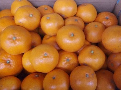 訳あり！！愛媛県産はるみ５kg入【箱込】