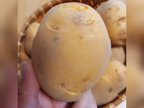 【訳あり】秋じゃが☆ながさき黄金　1.5kg