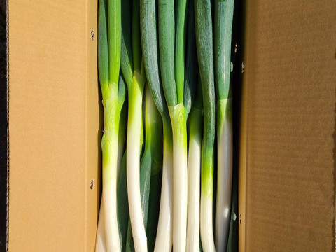 訳あり❗　白ネギ　3キロ