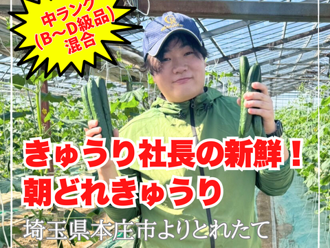 【味や実入りはA級品】きゅうり社長の朝どれ新鮮きゅうり！／中ランク混合／埼玉本庄産／常温配送3㎏（15〜20本）
