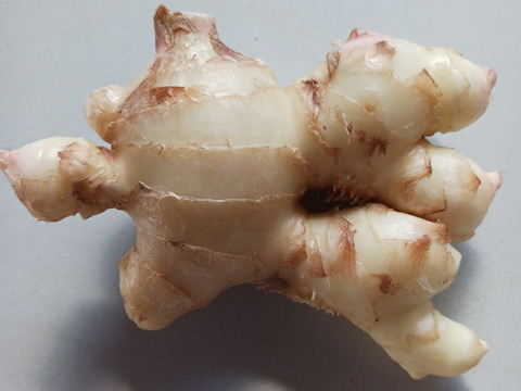 消毒してないよ！　露地の新生姜3kg