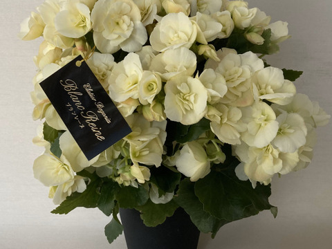 【最優秀賞】エレガントなパールカラーはどんなシーンにも似合います。エラチオールベゴニア【ブランレーヌ】５寸