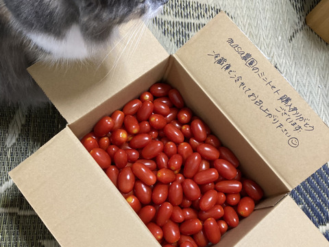 【限定販売】食べたらハマる!?朝採り🍅フルーツトマト<箱込2キロ>