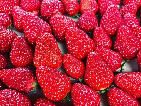 濃い味！The Berry(スターナイト）　約300ｇ×2ｐ