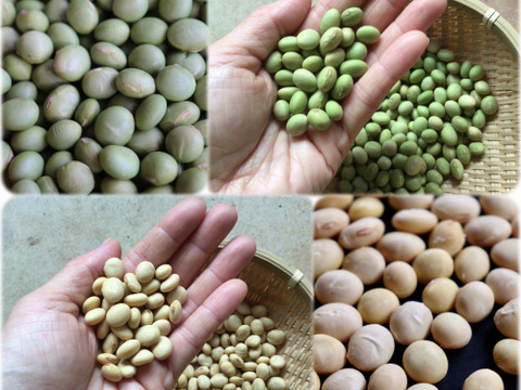 ▶︎▶︎3月の発送◀︎◀︎◎自然栽培大豆◎1kg×2種（秘伝＋くるみ豆）《令和5年・山形県鶴岡産》