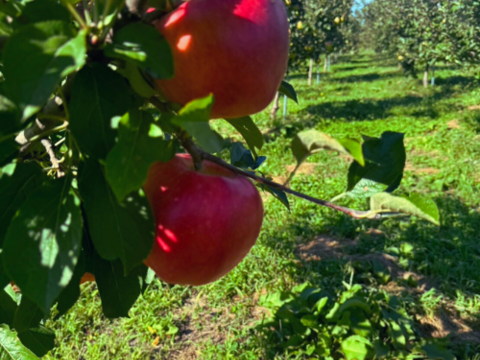 【数量限定】青森県サンふじ！3kg家庭用！樹上完熟！自然の恵みたっぷり《リピート多数》