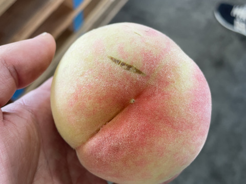 \9月12日まで/【ｶﾘｶﾘ硬めもも】品種おまかせ🍑２キロ 🍑【ご家庭用桃】【訳あり】【全部で４品種】
