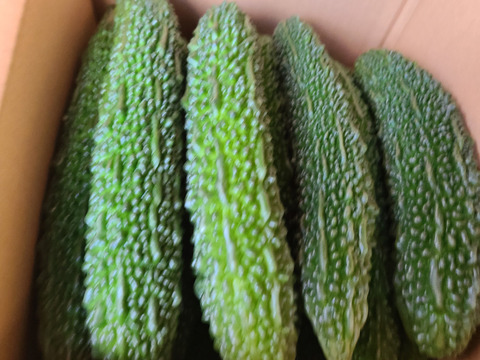 朝取り新鮮！優ゴーヤ[えらぶ]3㎏(10～14本)