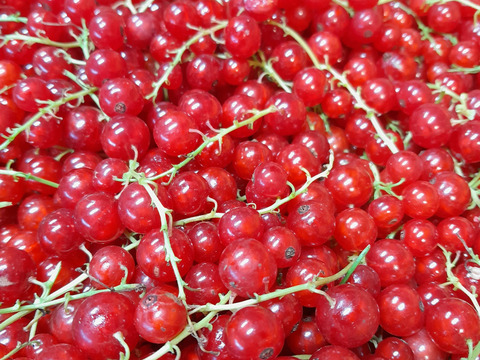 北海道産冷凍グロゼイユ1kg（レッドカラント、カリンズ）