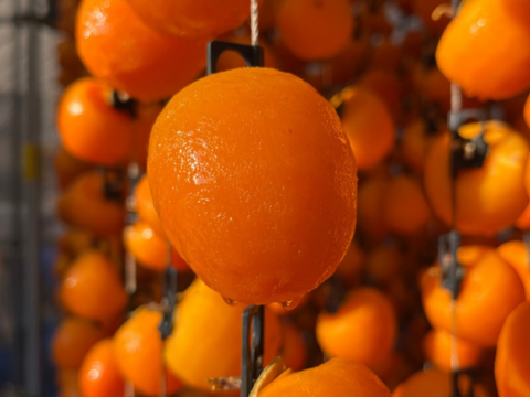 先行予約受付中！【ぽってりと上品な甘さ】南信州産市田柿600g　干し柿