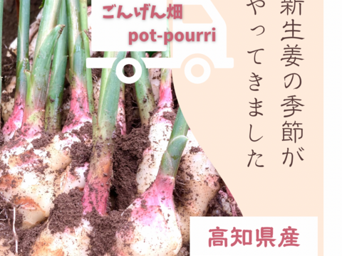 朝どれ新生姜　高知県産　5kg（箱別）5\26〜収穫、発送 2f0323662f1fa5e8120d21b0ac8ab9