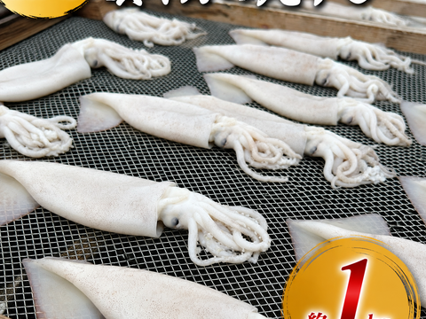 【訳あり】 真イカの丸干し 約１キロ　大中サイズ