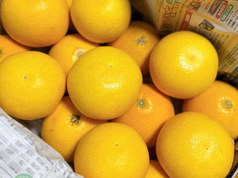 ＊期間・数量限定＊佐賀県特別栽培グレープフルーツさがんルビー７ｋ