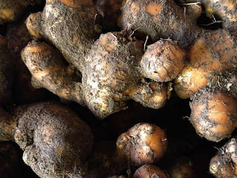 【冷凍】刻み生姜 １００ｇ×５パック　高知県産　ご家庭用