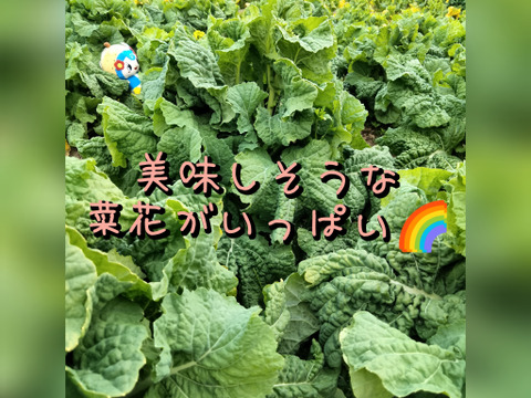 菜の花（3kg）朝採り直送！！