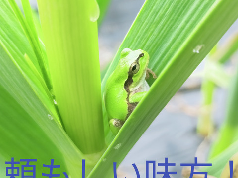 農薬未使用 土佐にんにく Mサイズ1kg