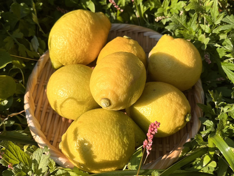 [自然栽培]淡路島産リスボンレモン(1kg)栽培期間中農薬不使用、肥料不使用