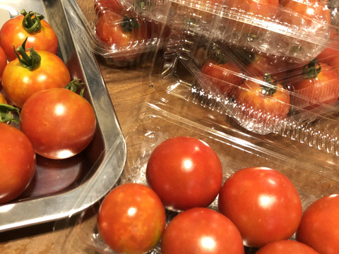 【期間限定】鹿児島産◎まぁんまるフルーツトマト！フルティカ【6パック】