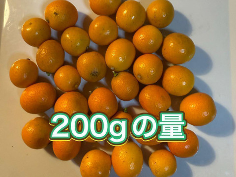 金柑 約200g 自然栽培　甘味が多く、皮ごと丸かじりもOK！残りわずか