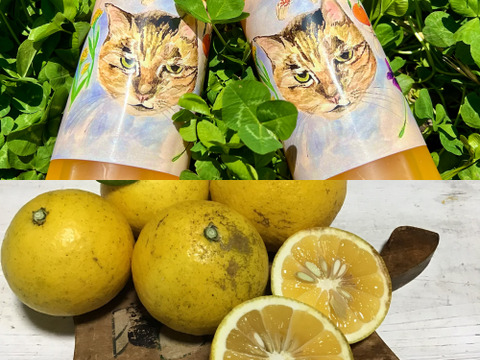 【農薬不使用】青島みかんジュース500ml&ニューサマーオレンジ5kg