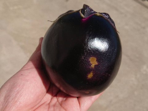 大容量！貴重！ナスの大トロ！『越の丸なす』　８個～１０個/１個200g前後