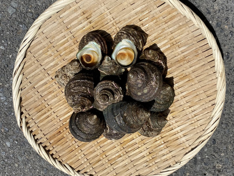 【江田島産】サザエ(小)1.5kg