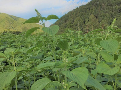 生搾り！純えごま油　70ｍｌ×3本セット