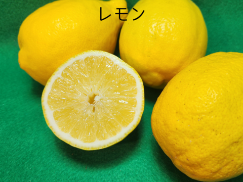 種がないレモン箱込約3㌔　1,000箱以上売れるレモン