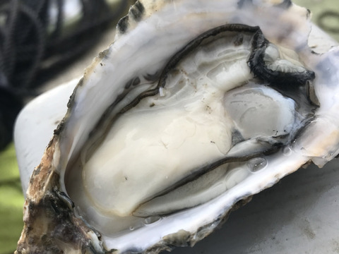 牡蠣好き歓喜の20%増量中！（500g）×3袋 【生牡蠣】【生食用】三重県産 浦村かき むき身 牡蠣 総重量1.5キロ
生で食べれる衛生的な牡蠣です。 お歳暮 熨斗 新年会 女子会 母の日ギフト