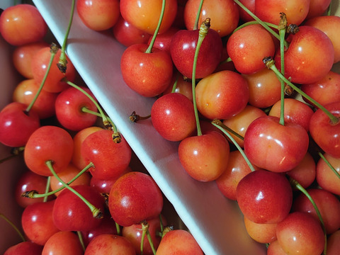 佐藤錦】家庭用グラデーションセット 🍒700グラム🍒【双子ちゃんが