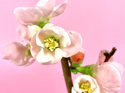 〜優しい空間を〜　苔玉　木瓜（桃色系）