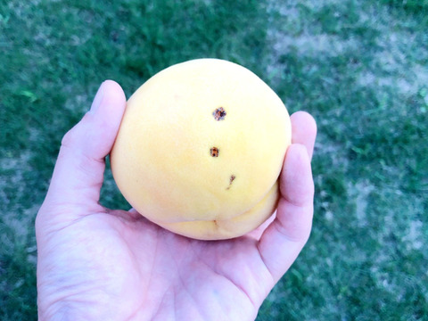 光月（10月上旬お届け）【わけあり家庭用 2kg】シャッキリ歯応えの黄桃