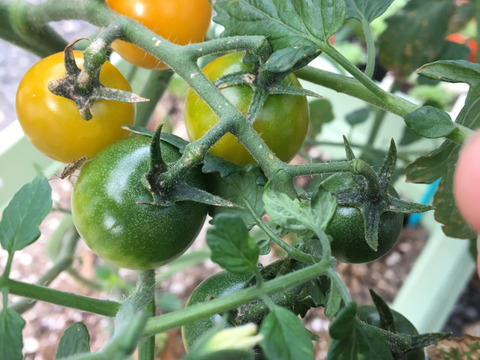 旬の固定種★おまかせ野菜セット★80サイズ