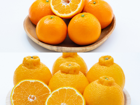 【柑橘食べ比べ】伊予柑＋デコ（不知火）各５㎏（合計10㎏） ※2月発送開始
