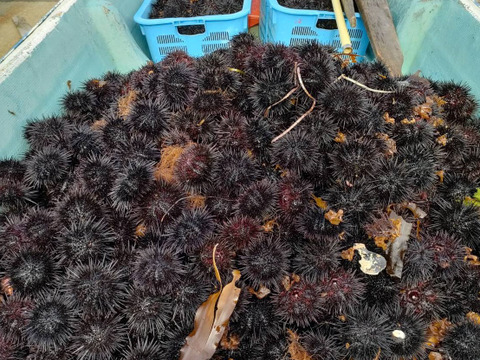 【浜仕込み】ウニ一夜漬け 60g 2本セット／3D冷凍