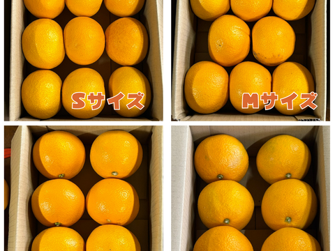 シャキプリの甘酸っぱい和歌山の八朔 2kg