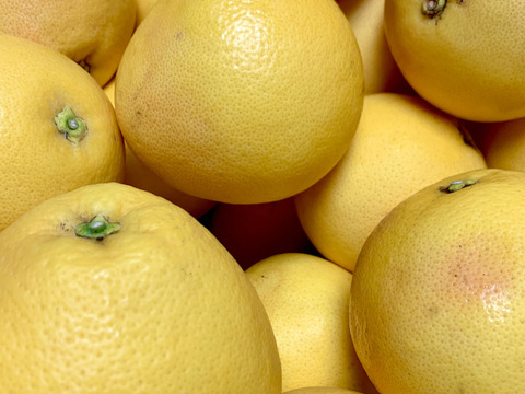 １Ｋ＊超希少＊皮まで安心グレープフルーツ・さがんルビー