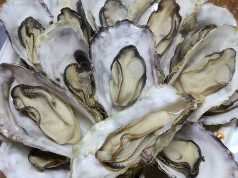 【贈り物】【生牡蠣】【生食用】三重県産 浦村かき 
むき身500g＋S～Mサイズ殻付き20個 1箱セット（約2.1kg前後）（3、4人前）
母の日父の日【冬ギフト】【生で食べれる美味い牡蠣】