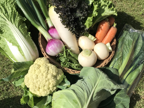Lサイズ *旬野菜セット(約10~11品)【農薬:栽培期間中不使用】