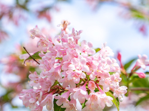 国産生はちみつ【栃の花・タニウツギ】500g