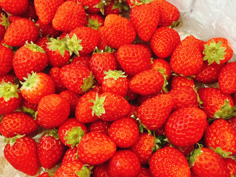 よつぼし☆小粒2kg