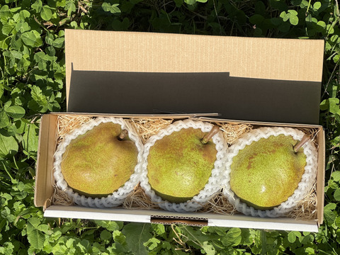 【ラフランス専業農家が贈る🍐】大玉ラ・フランス ３玉入り【日時指定可】