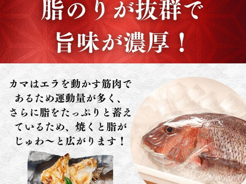 切り身セット 食べくらべ【沼津産 塩鯛カマ 800g】