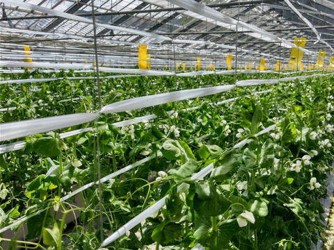 スナップエンドウ900g