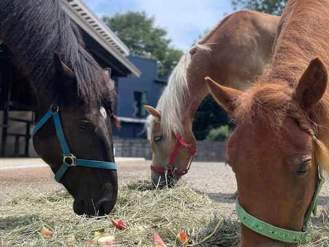 【有機JAS】とってもかわいいオーガニックズッキーニ グリーンパンツ 2kg